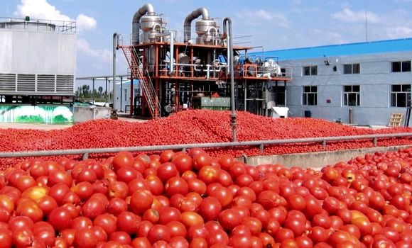 Tournesol et tomate industrielle : Les prévisions dévoilées à El Tarf