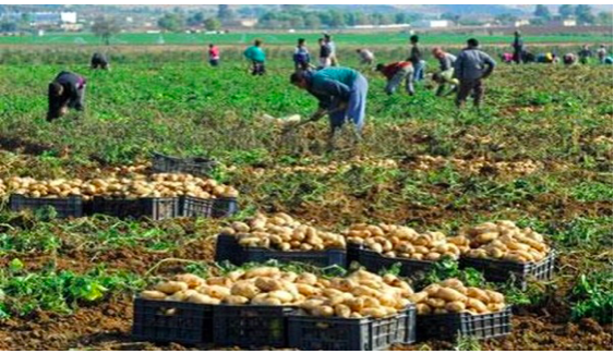 Pomme de terre d’arrière-saison : La récolte s’annonce excellente à Mila