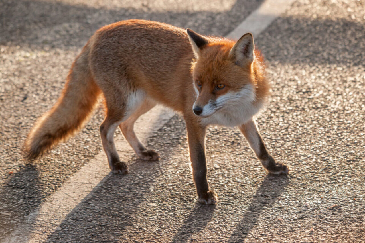 Animal sauvage signalé au Champ de Mars d’Annaba : Après les singes magots, voici le tour du renard