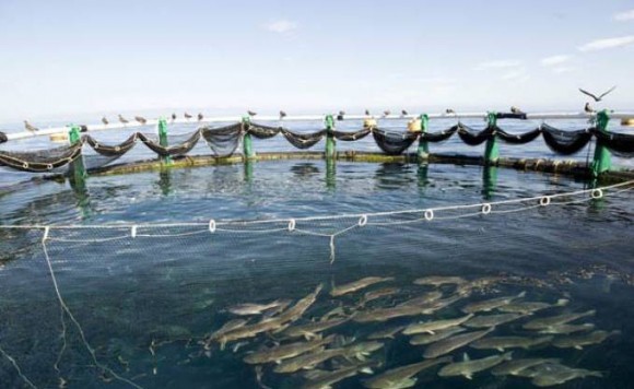 Développement de l’aquaculture à Skikda : De nouvelles concessions pour dynamiser la filière