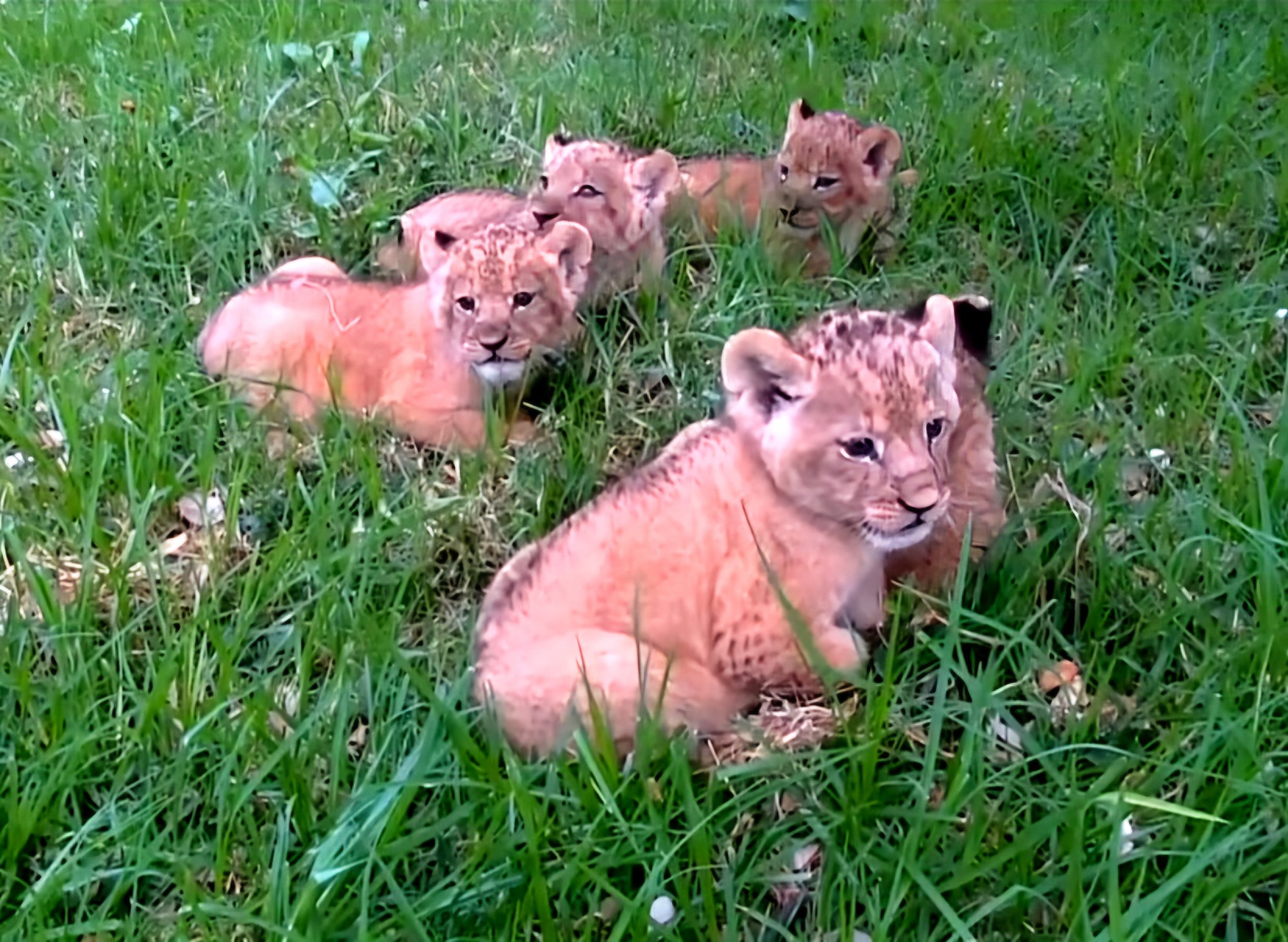 Parc d’El Aouana : Naissance de cinq lionceaux en bonne santé