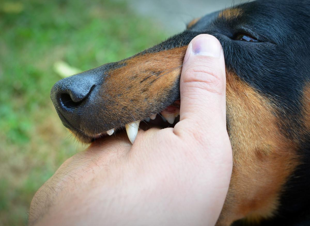 La rage tue une personne à Ouled Rahmoune (Constantine) : Campagne gratuite pour vacciner chiens et chats